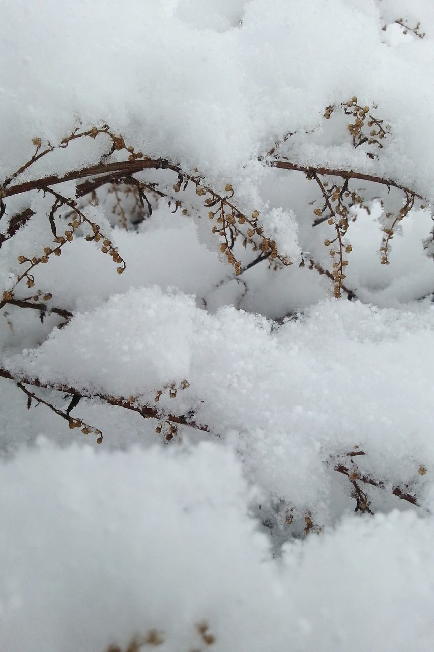 snow, winter, cold temperature, season, weather, frozen, covering, white color, nature, tranquility, covered, ice, beauty in nature, high angle view, cold, branch, frost, outdoors, day, field