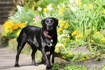 Black dog with yellow flowers
