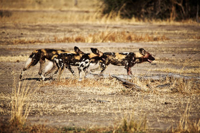 Horses running in the ground