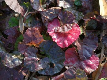 High angle view of flowering plant leaves in water