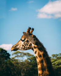 Giraffe against sky