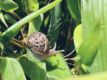 Close-up of snail on leaf