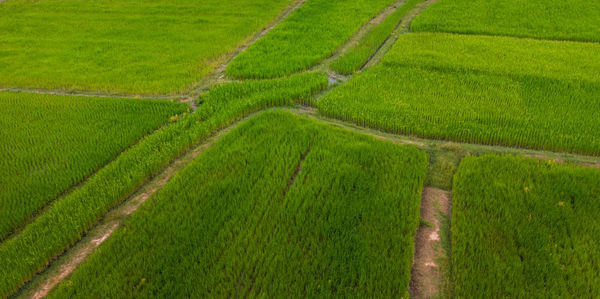 Scenic view of agricultural field