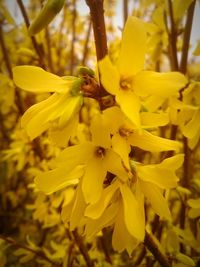 Close-up of yellow flower