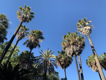 Low angle view of coconut palm trees against clear blue sky