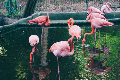 Birds drinking water in a lake