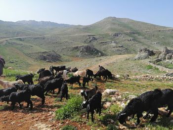 View of sheep grazing in field