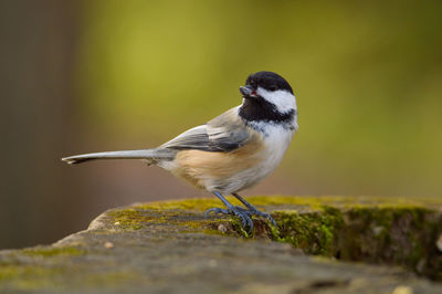 Close-up of bird perching on rock