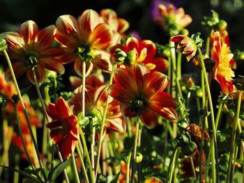 Close-up of red flowering plants