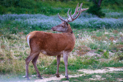 Deer standing on field