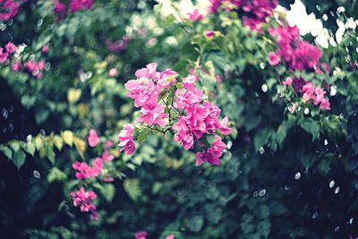 Close-up of pink flowers blooming outdoors