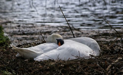 Close-up of mute swan in nest
