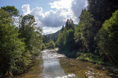 River amidst trees in forest against sky