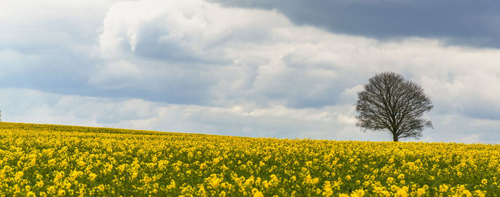 Scenic view of oilseed rape field against sky