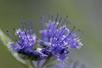 Close-up of purple flowering plant