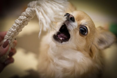 Close-up of dog looking away