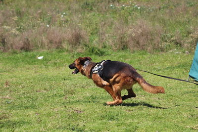 Dog lying on grassy field