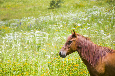 Portrait of red horse in the valley, svaneti, georgia