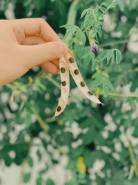 Close-up of hand holding leaf