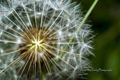 dandelion