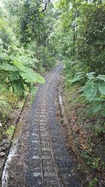 Road passing through forest