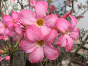 Close-up of pink flowers blooming outdoors