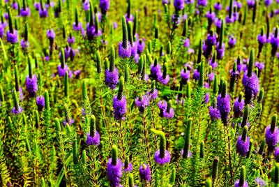 Close-up of purple crocus blooming in field