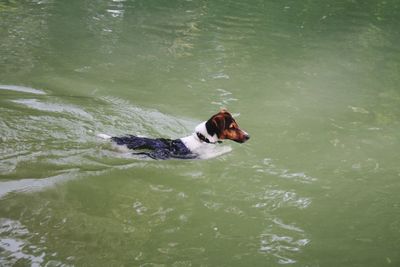 High angle view of dog swimming in lake