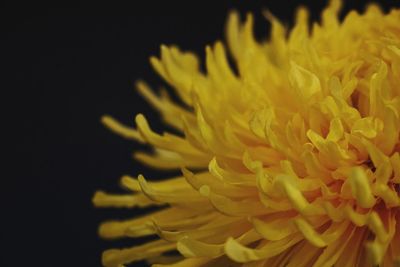 Close-up of yellow flower over black background