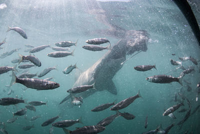 View of fishes swimming in sea