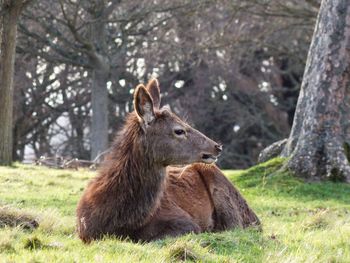 Young male deer looking away laying down in the grass