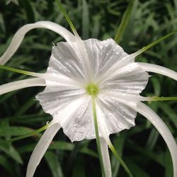 Close-up of white flower blooming outdoors