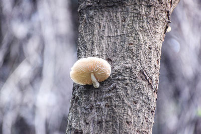 Close-up of mushrooms growing on tree trunk