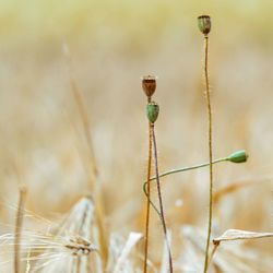 Close-up of wilted plant on field