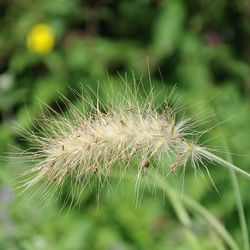 Close-up of dandelion