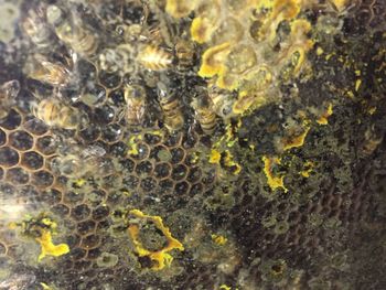 Full frame shot of yellow lizard