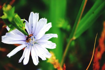 Close-up of insect on purple flowering plant