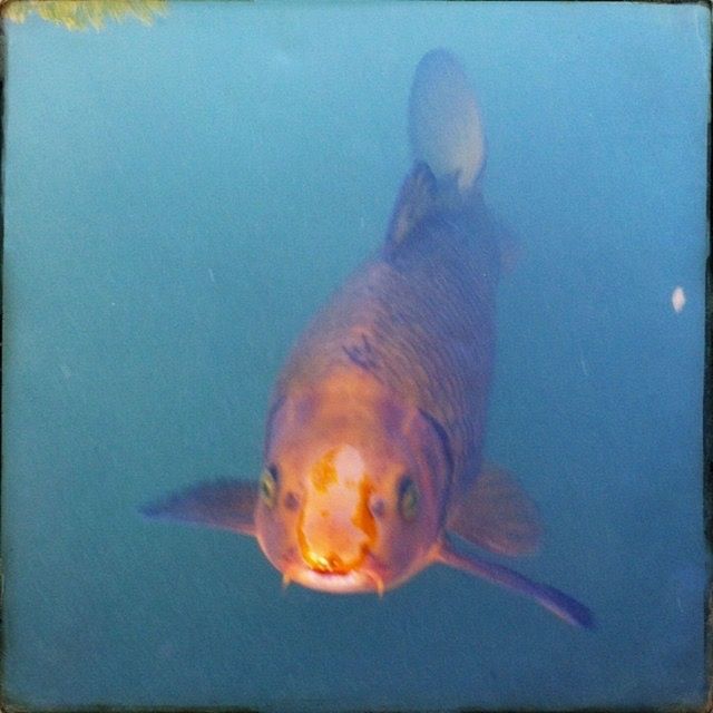 animal themes, underwater, fish, sea life, swimming, animals in the wild, indoors, one animal, wildlife, undersea, water, aquarium, close-up, sea, auto post production filter, fish tank, transfer print, animals in captivity, full length, transparent