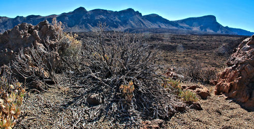 Scenic view of desert against clear sky