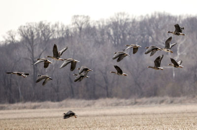 Birds flying over landscape against sky