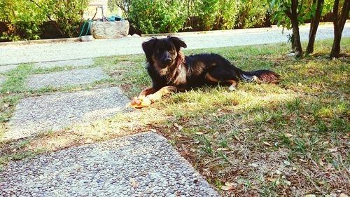 Dog sitting in park