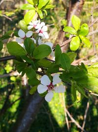 Close-up of flowers on tree