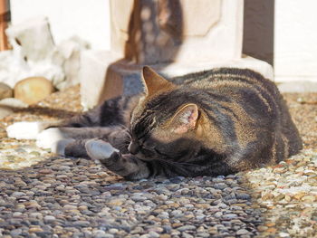 View of a sleeping cat