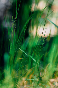Close-up of grass growing on field