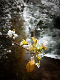 Close-up of fresh white flowers blooming in snow