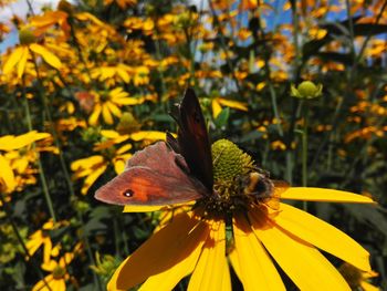 Close-up of butterfly pollinating flower