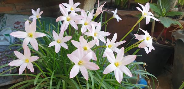 Close-up of white flowering plants
