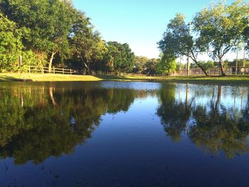 Reflection of trees in water