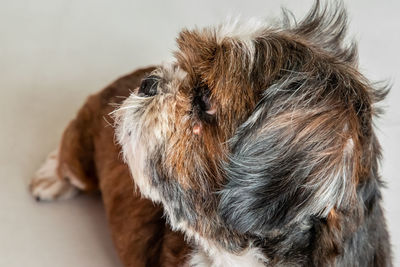 Close-up of a dog sleeping