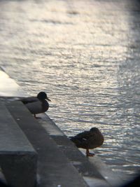 View of birds perching on lake